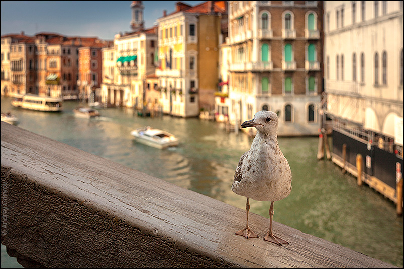 http://anagr.com/internet/Venice/Venice-011.jpg